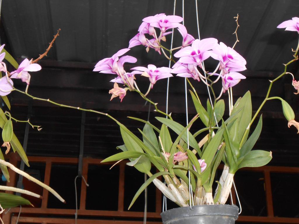 Pissamorn House Chiang Mai Zewnętrze zdjęcie